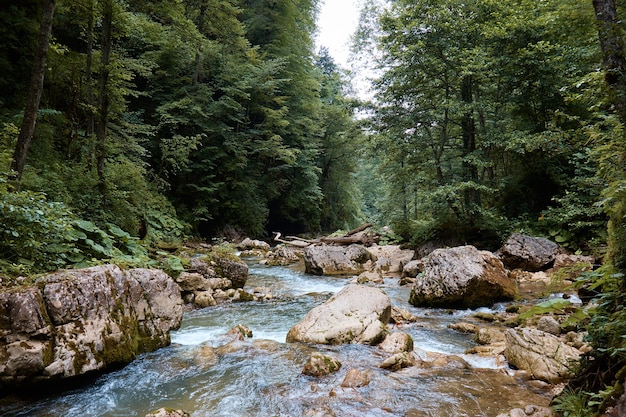 Paisagem, rio de montanha e floresta, água fluindo sobre rochas, plantas e vegetação perto do riacho