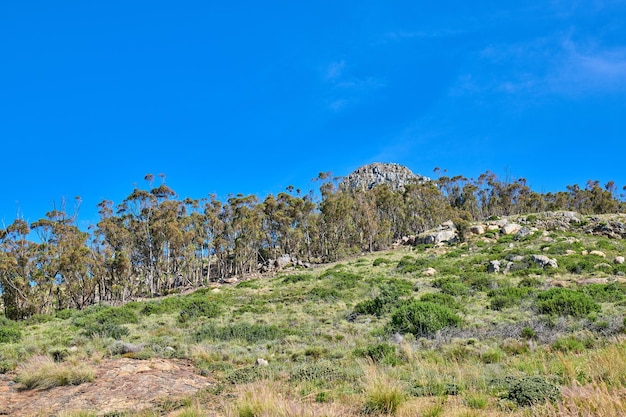 Paisagem rochosa de uma montanha na ensolarada Cidade do Cabo África do Sul Plantas verdes exuberantes e arbustos crescendo contra um fundo de céu azul Vistas relaxantes e relaxantes do pico calmo de Lions Head e ar fresco