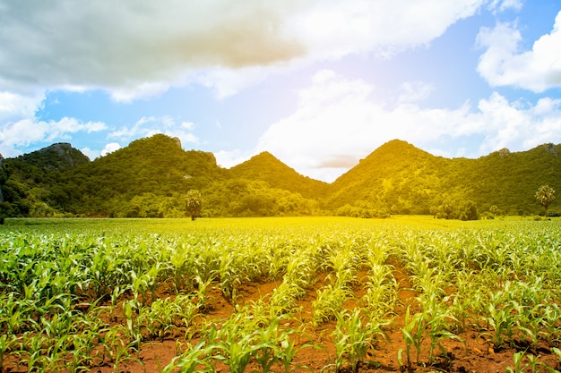 Paisagem rural, colinas e fazenda de milho ao pôr do sol com luz quente na tailândia