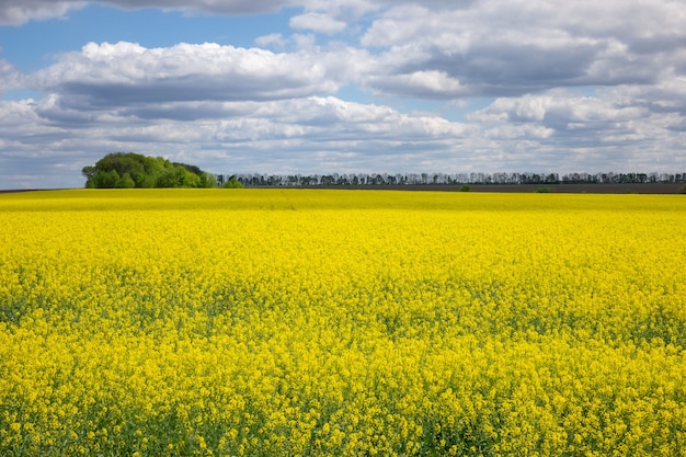 Paisagem rural com campos de colza amarelo brilhante em um fundo de céu azul nublado. Conceito de utilização de colza para obtenção de óleo vegetal para consumo humano, forragem e biodiesel.