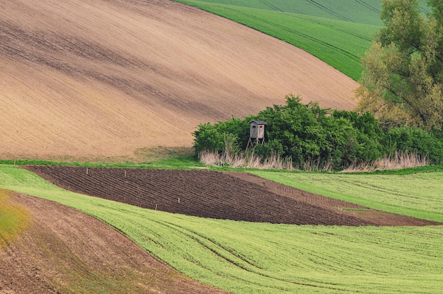 Paisagem rural com campos verdes e árvores, Morávia do Sul, República Tcheca