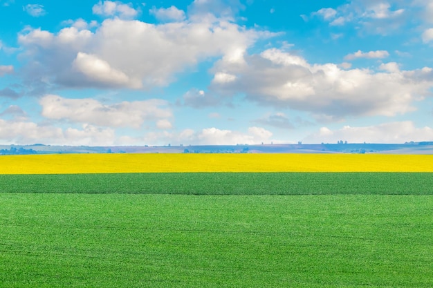 Paisagem rural com colza amarela de grama verde no campo e céu nublado pitoresco