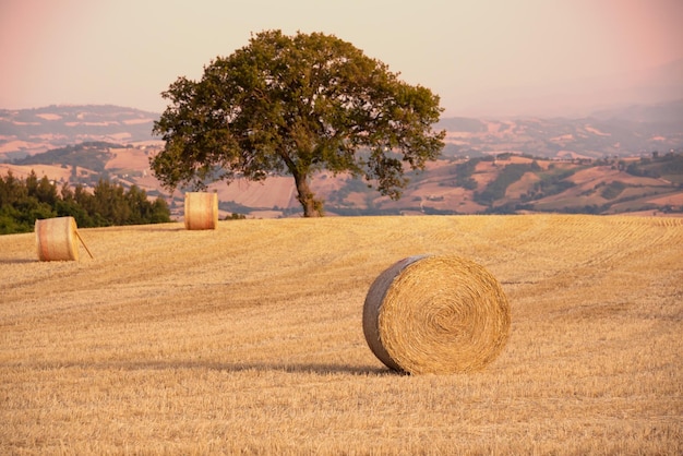 Paisagem rural com fardos de feno em campos agrícolas na zona rural