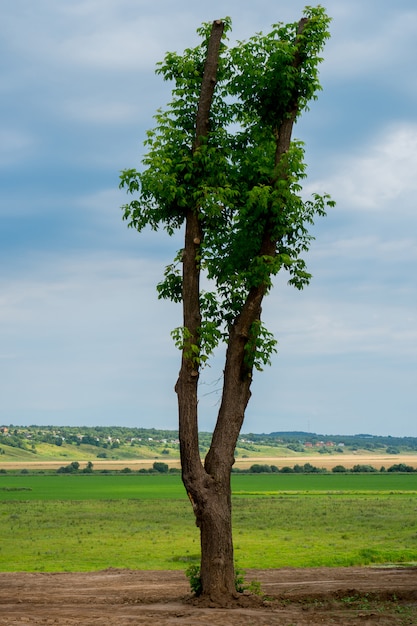 Paisagem rural com nuvens.