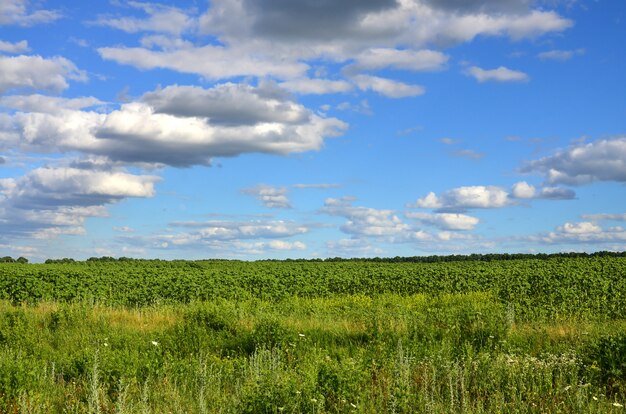 Paisagem rural, com, um, campo verde, de, tarde, girassóis, sob, um, nebuloso, céu azul