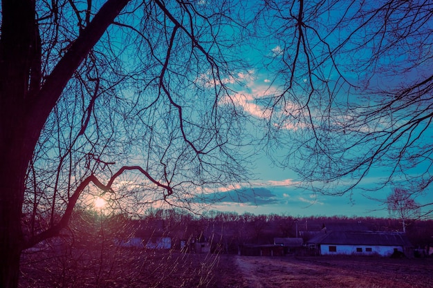 Paisagem rural com um lindo céu noturno ao pôr do sol Silhueta de galhos contra o céu