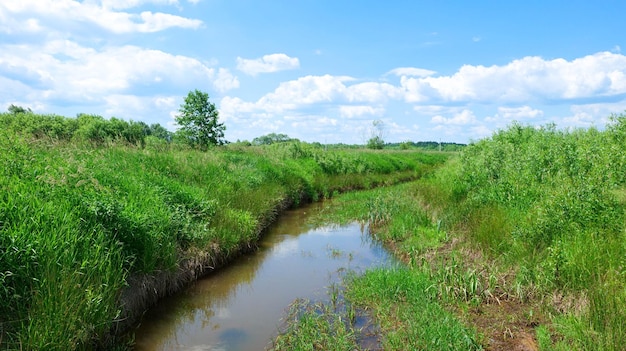 Paisagem rural com um pequeno rio coberto de grama, no meio de um campo verde com árvores.