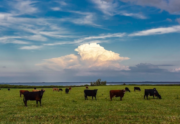 Paisagem rural com vacas pastando La Pampa Argentina