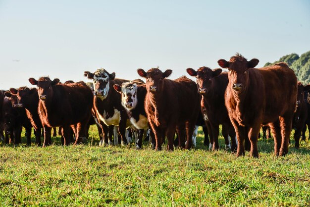 Paisagem rural com vacas pastando La Pampa Argentina