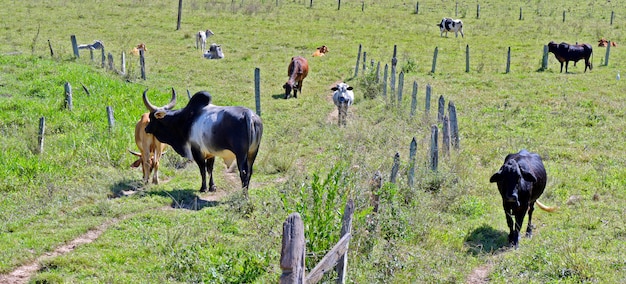 Paisagem rural, com, vacas, touro, e, cerca