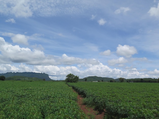 Paisagem rural contra o céu