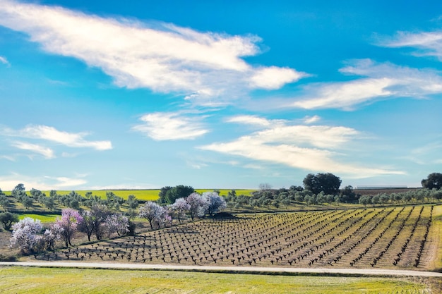 Paisagem rural de uma vinha ladeada por uma fileira de amendoeiras em flor no inverno.