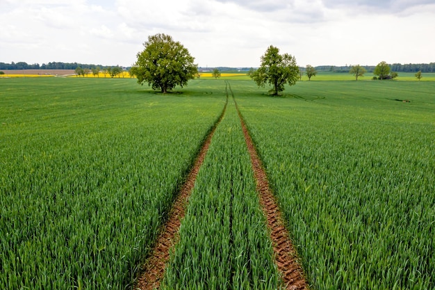 Paisagem rural de verão com campos agrícolas e árvores solitárias