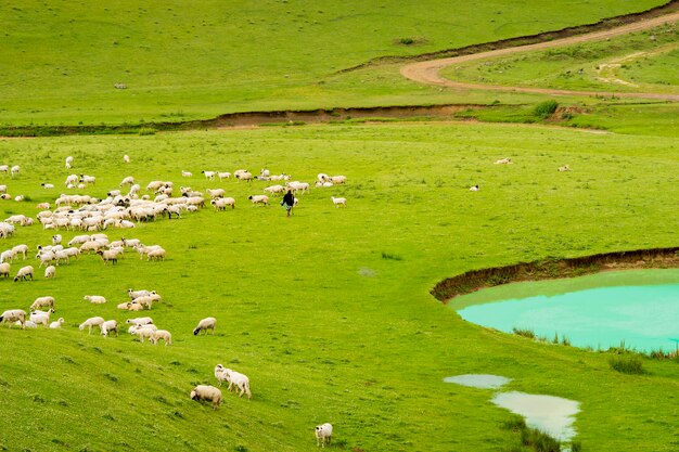 Paisagem rural de verão com ovelhas em Persembe Highlands -Ordu - Turquia