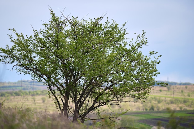 Paisagem rural de verão com uma árvore verde ou arbusto crescendo em campo gramado sob o céu azul