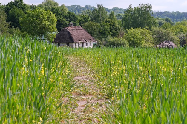 Paisagem rural de verão em um dia ensolarado