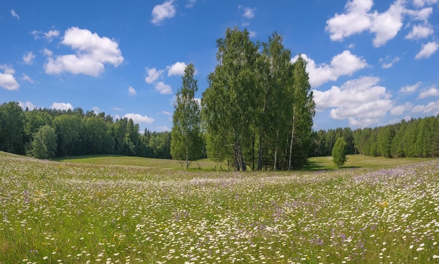 Paisagem rural de verão matinal com árvores e flores