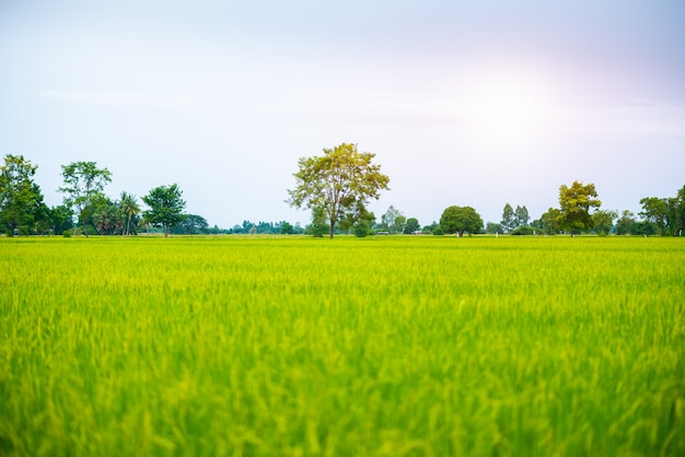 Paisagem rural do campo de arroz