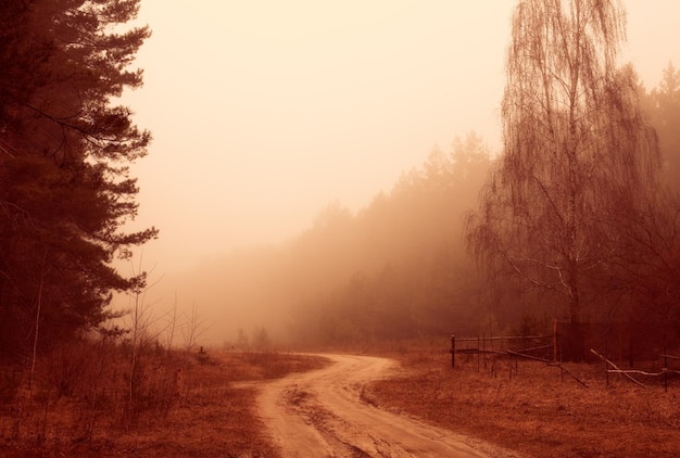 Paisagem rural do outono, manhã enevoada, sinuosa estrada de terra entre a floresta