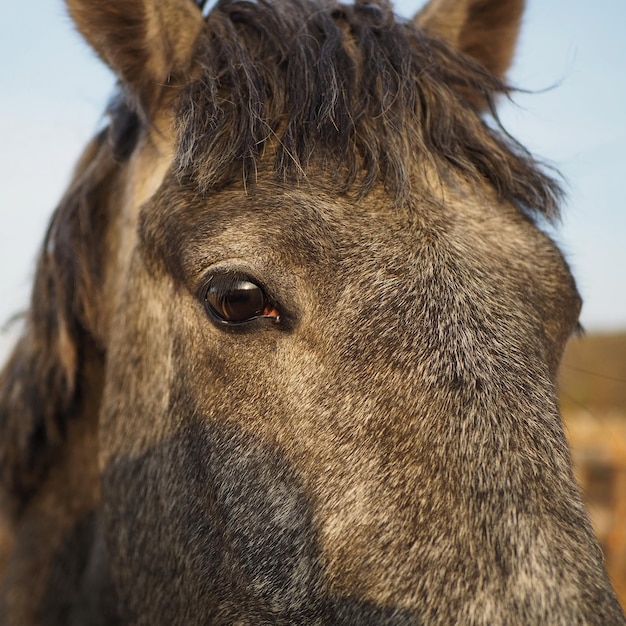 Paisagem rural e animais retrato de um cavalo cinza na região de leningrado, rússia