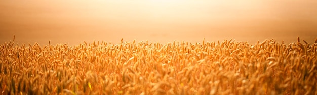 Paisagem rural Espigas de trigo em um campo de trigo