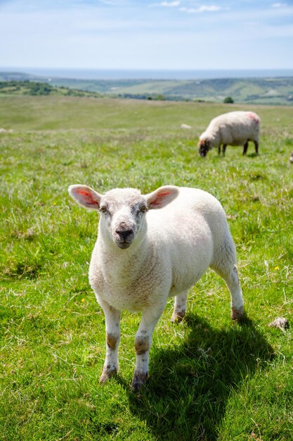 Foto paisagem rural inglesa com cordeiro pastando