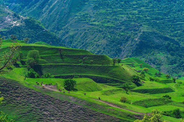 Paisagem rural montanhosa com pastagens em socalcos e rebanho de pastoreio