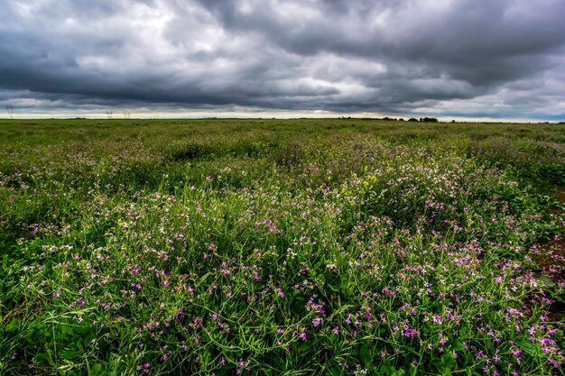 Paisagem rural tempestuosa província de Buenos Aires Argentina