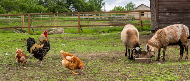 Foto paisagem rural whis gansos, galinhas e perus pastando