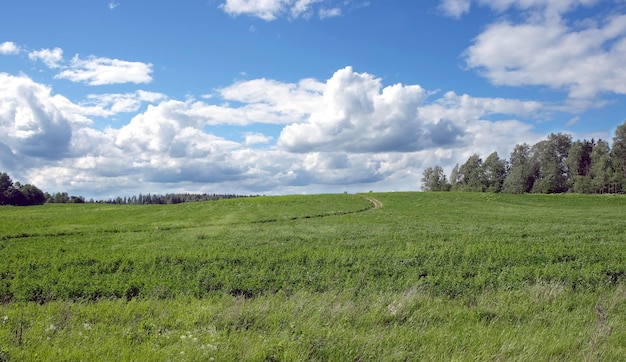 Paisagem rústica com estrada de terra atravessa um campo verde para floresta em dia ensolarado de verão