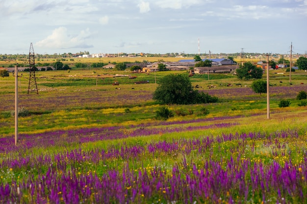 paisagem rústica com flores de sálvia e vacas ao fundo