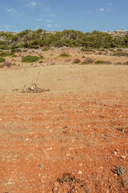 Paisagem seca campo