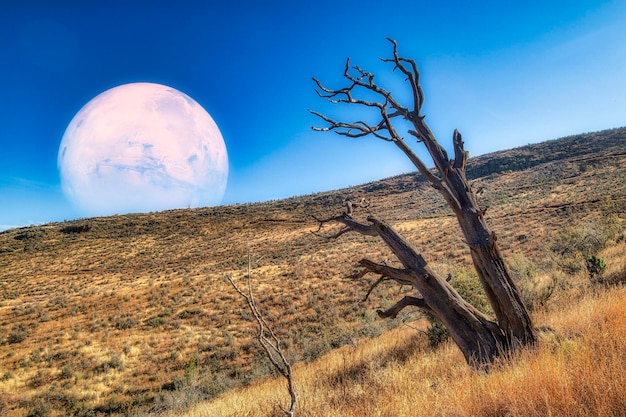 Paisagem seca com pinho Bristlecone e a lua ao fundo