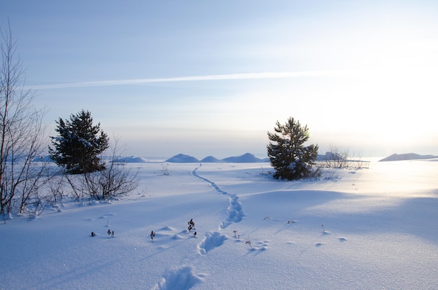 Paisagem siberiana de inverno Um campo aberto coberto de pinheiros de neve e pegadas que se estendem ao longe