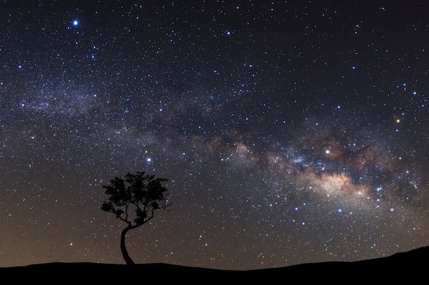 Paisagem silhueta da árvore com a Via Láctea e poeira espacial no universo