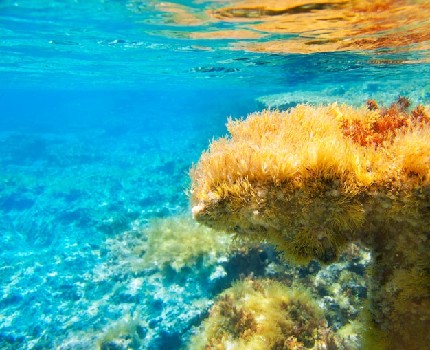 Paisagem subaquática de anêmona de ibiza formentera