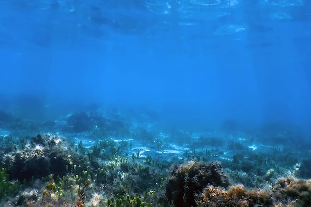 Paisagem subaquática de recife com algas Azul subaquático