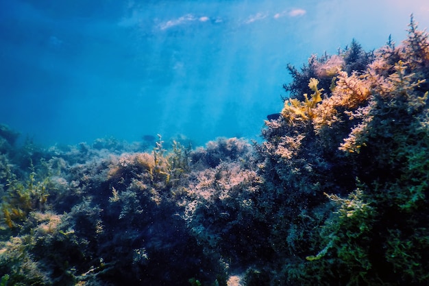 Paisagem subaquática de recife com algas, fundo azul subaquático