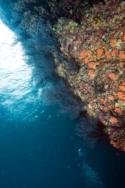 paisagem subaquática de recifes coloridos com peixes e corais