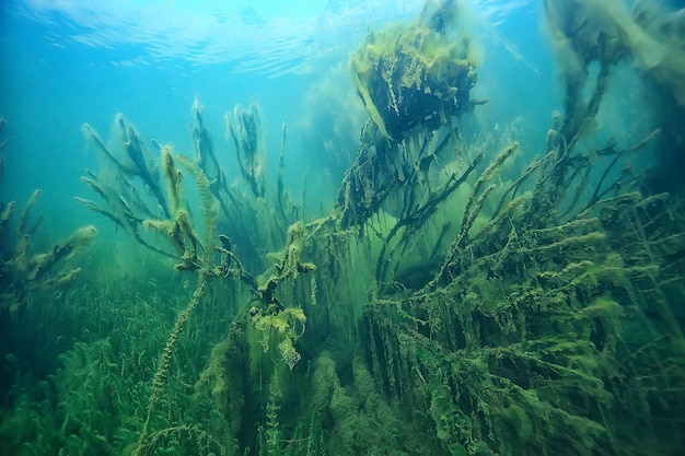 paisagem subaquática verde / natureza subaquática eco ecologia lago, mergulho selvagem