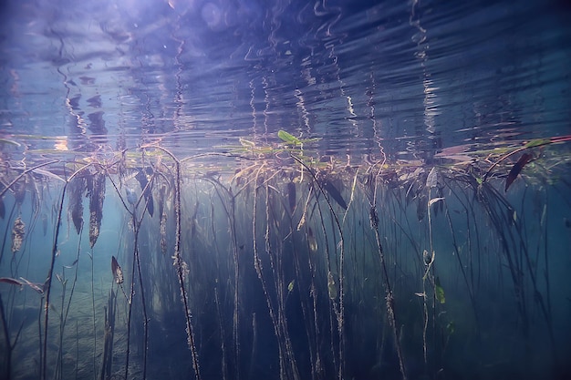 paisagem subaquática verde / natureza subaquática eco ecologia lago, mergulho selvagem