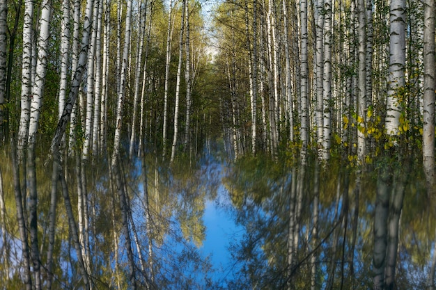 Paisagem surreal com bosque de bétulas no outono refletido em uma superfície de espelho embaçada