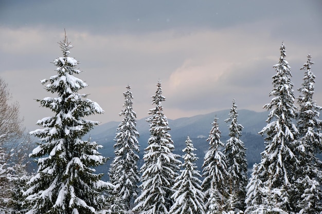 Paisagem temperamental com pinheiros cobertos de neve fresca caída na floresta de montanha de inverno na noite fria e sombria.