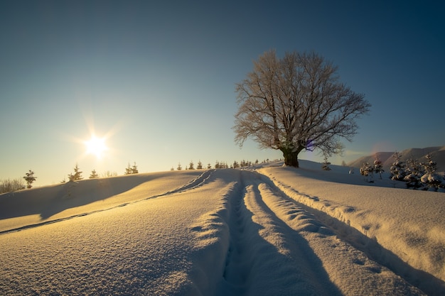 Paisagem temperamental com trilhas e árvores nuas escuras cobertas com neve fresca caída na floresta de montanha de inverno na manhã nublada fria.