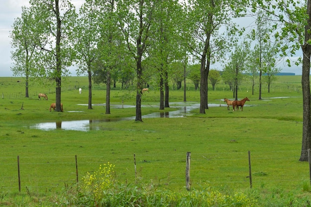 Paisagem típica das pradarias uruguaias