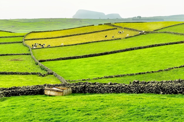 Paisagem típica dos Açores. Prados verdes e paredes de pedra.