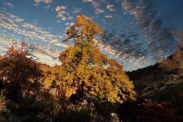 Paisagem tipicamente outonal nos campos andaluzes