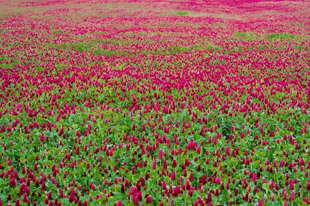 Paisagem Trifolium incarnatum carmesim trevo ou trevo italiano Campo de floração carmesim trevos Trifolium incarnatum na primavera paisagem rural