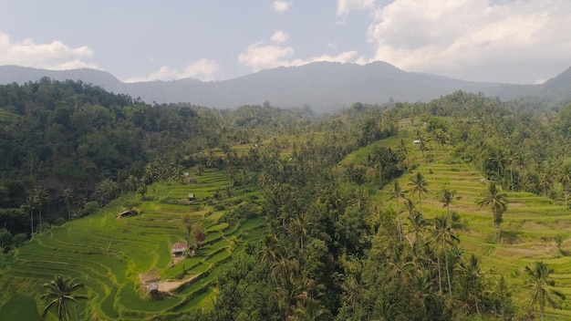 Paisagem tropical campos de arroz palmeiras nas montanhas vista aérea terraço de arroz terras agrícolas
