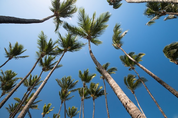 Paisagem tropical com coqueiros e céu azul ao fundo.